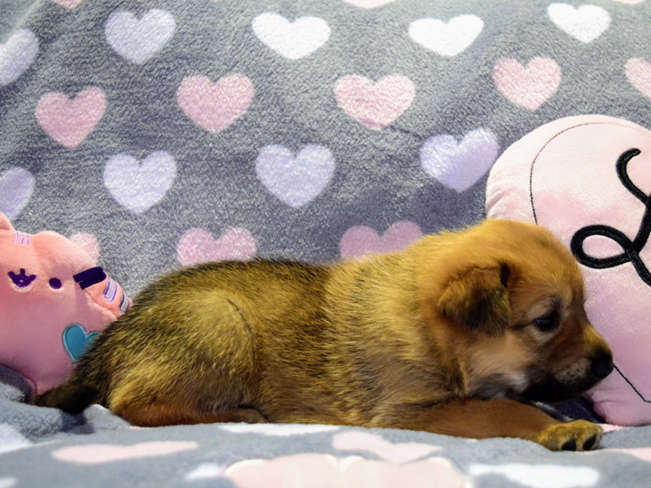 chinook puppy